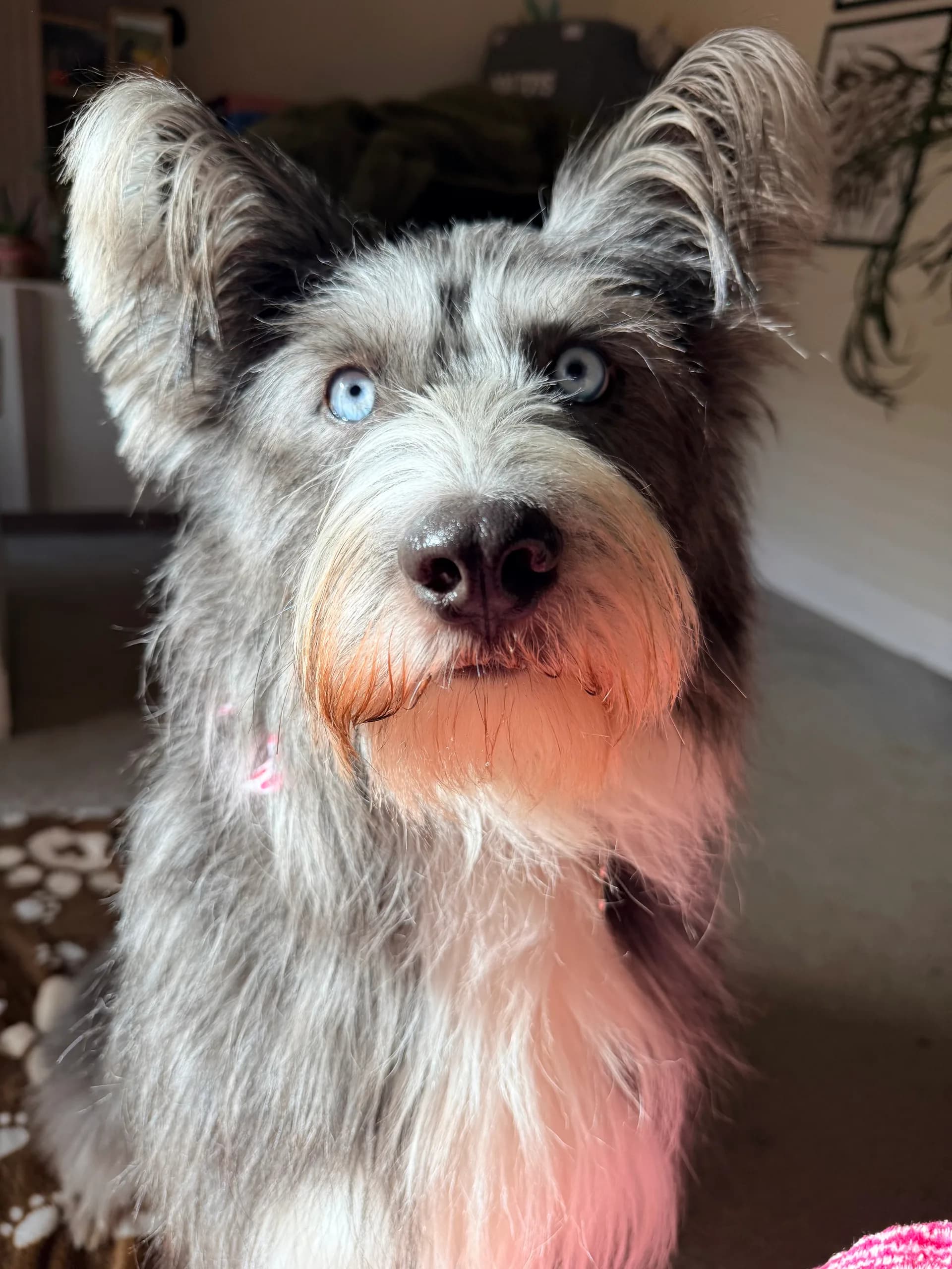 Fable, our blue-eyed site supervisor